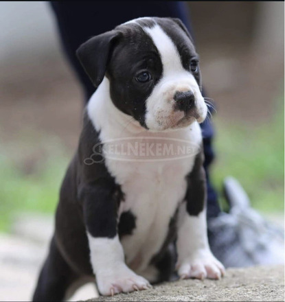 American Staffordshire Terrier kölykök