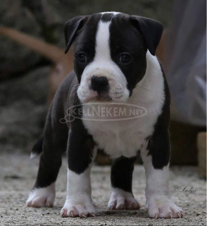 American Staffordshire Terrier kölykök