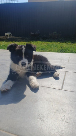 Border collie kiskutya eladó