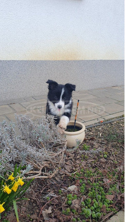 Border collie kiskutya eladó