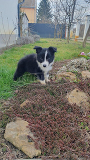 Border collie kiskutya eladó