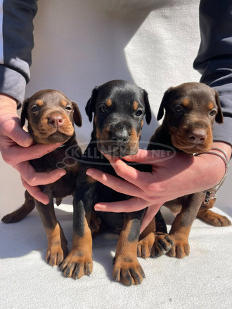 Dobermann – Gyönyörű Kölykök