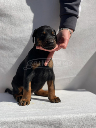 Dobermann – Gyönyörű Kölykök