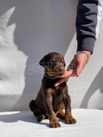 Dobermann – Gyönyörű Kölykök