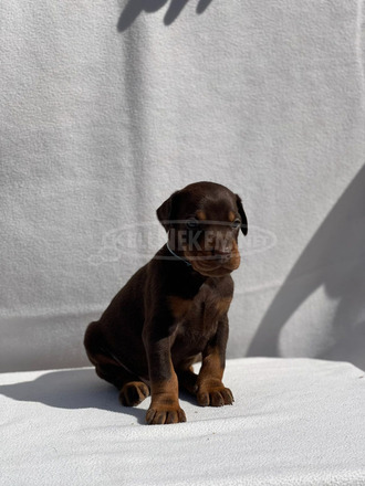 Dobermann – Gyönyörű Kölykök