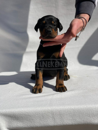 Dobermann – Gyönyörű Kölykök