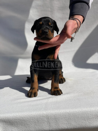 Dobermann – Gyönyörű Kölykök