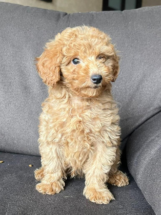 Toy Poodle kölyök