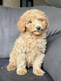 Toy Poodle kölyök