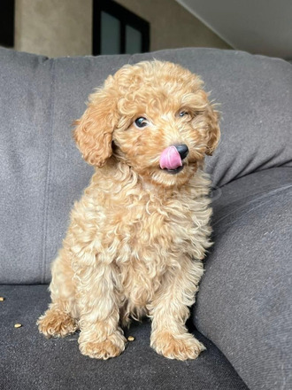 Toy Poodle kölyök