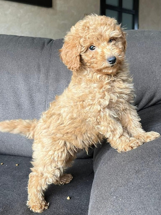 Toy Poodle kölyök