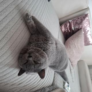 Brit rovidszőrű fiúcska