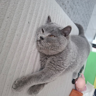 Brit rovidszőrű fiúcska