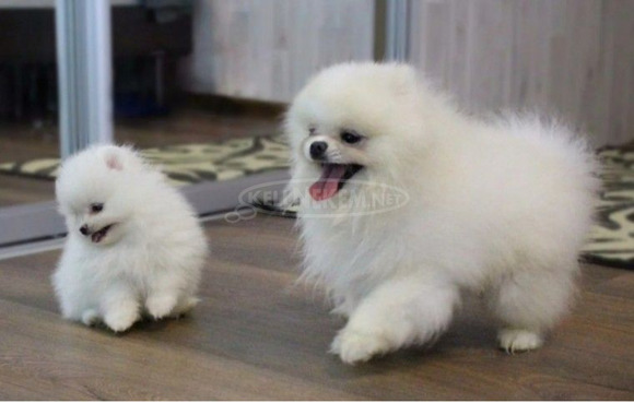 Imádnivaló fajtatiszta pomerániai spicc kölykök