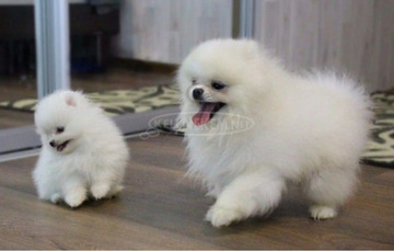 Imádnivaló fajtatiszta pomerániai spicc kölykök