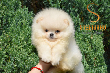 Pomeranian BOO – Prémium minőségű kölykök