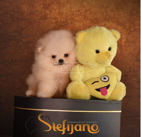 Pomeranian BOO – Prémium minőségű kölykök