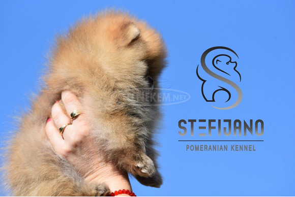 Pomeranian BOO – Prémium minőségű kölykök