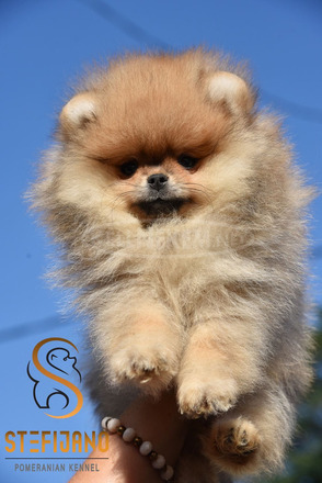 Pomeranian BOO – Prémium minőségű kölykök