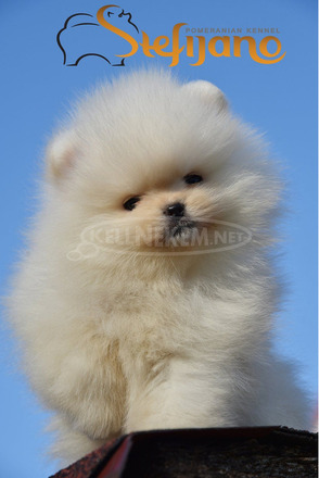 Pomeranian BOO – Prémium minőségű kölykök