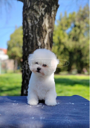 Bichon Frisé Gyönyörű Kölykök