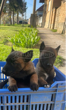 Belga juhász kiskutyák /Malinois/