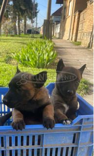 Belga juhász kiskutyák /Malinois/