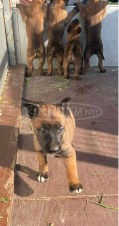 Belga juhász kiskutyák /Malinois/