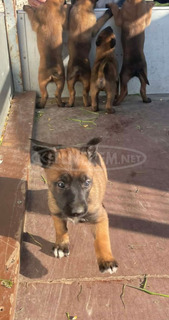 Belga juhász kiskutyák /Malinois/