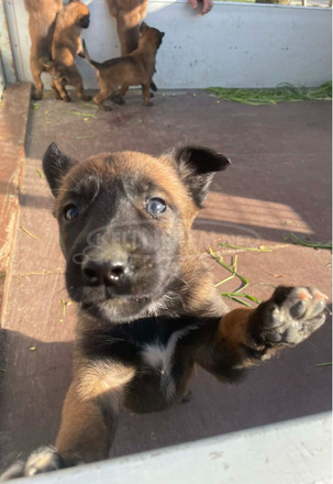Belga juhász kiskutyák /Malinois/