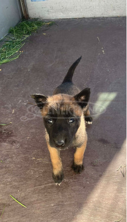 Belga juhász kiskutyák /Malinois/