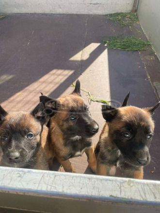 Belga juhász kiskutyák /Malinois/