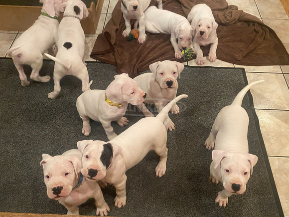 Argentin dog kiskutya eladó