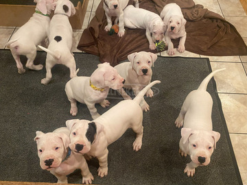 Argentin dog kiskutya eladó