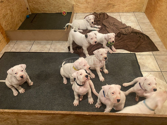 Argentin dog kiskutya eladó