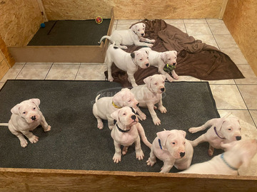 Argentin dog kiskutya eladó