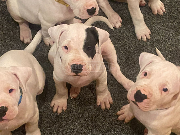 Argentin dog kiskutya eladó