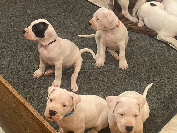 Argentin dog kiskutya eladó