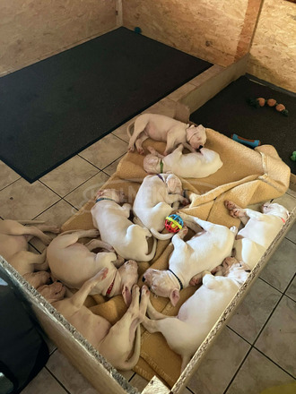 Argentin dog kiskutya eladó