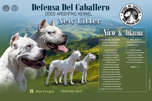 Argentin dog kiskutya eladó