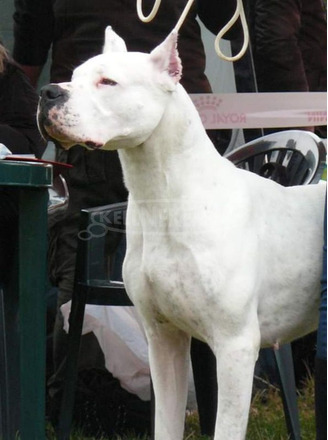 Argentin dog kiskutya eladó