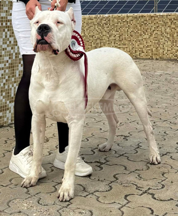 Argentin dog kiskutya eladó