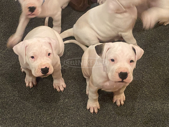 Argentin dog kiskutya eladó