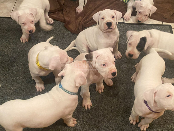 Argentin dog kiskutya eladó