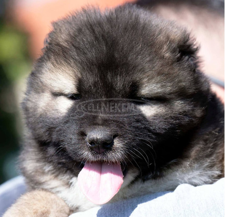 Kaukázusi juhászkutya – kölykök