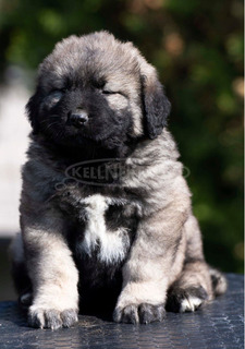 Kaukázusi juhászkutya – kölykök