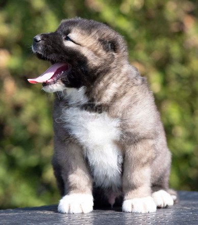 Kaukázusi juhászkutya – kölykök