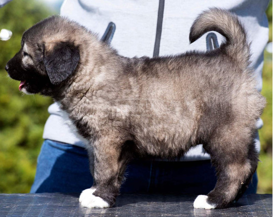 Kaukázusi juhászkutya – kölykök