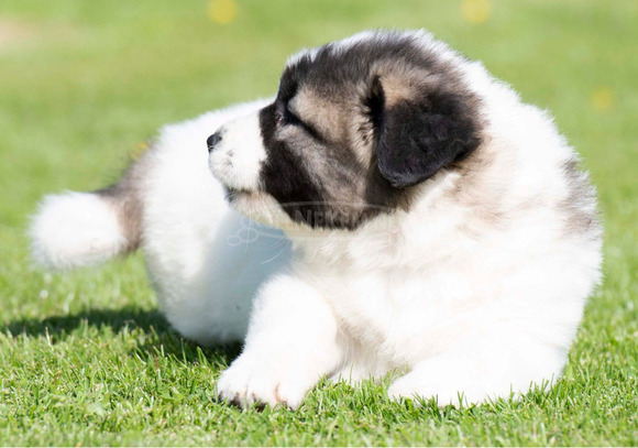 Kaukázusi juhászkutya – kölykök