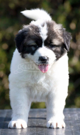 Kaukázusi juhászkutya – kölykök